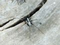 Pardosa lugubris (cfr.)